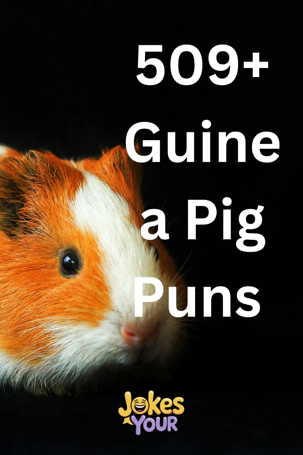 guinea-pig-puns