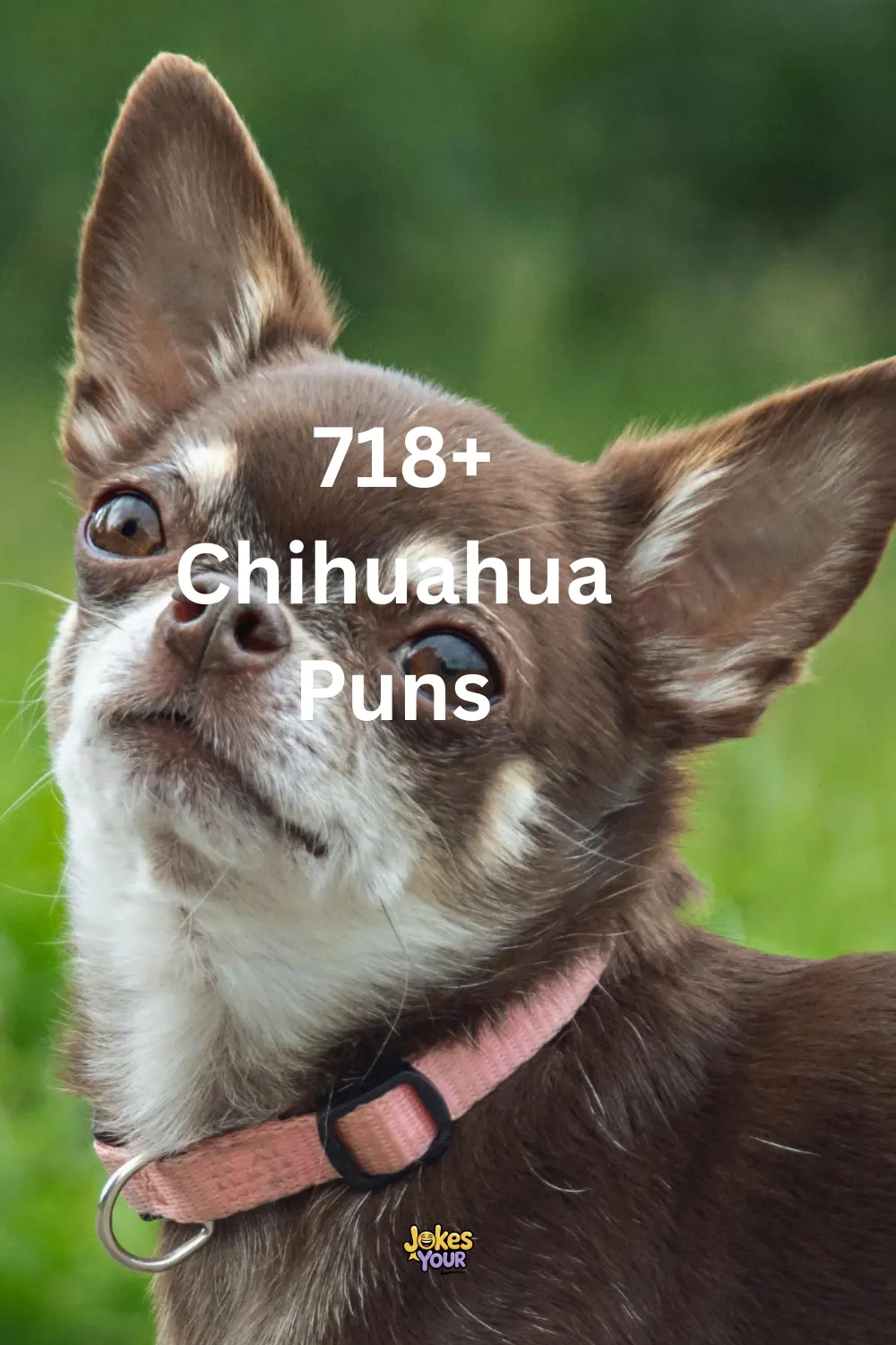 chihuahua-puns
