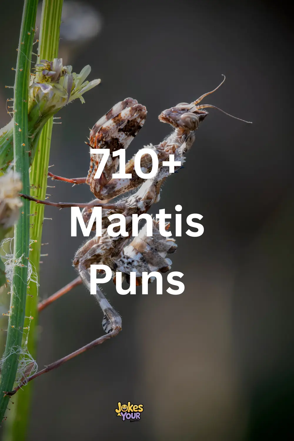 Mantis Puns
